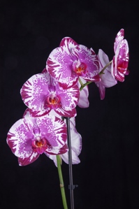 Phalaenopsis Fuller's Paint Brush Orchid Fest HCC/AOS 78 pts.Inflor
